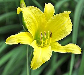 tips on growing daylilies, container gardening, flowers, gardening, perennials, Daylilies rank high on the list of plants resistant to insects and diseases