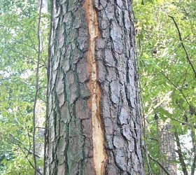 lightning damage to trees, gardening, damage to pine