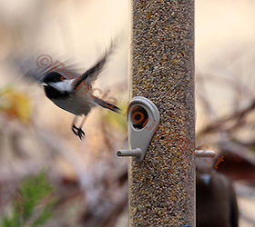 the back story part one of tllg s rain or shine feeders, outdoor living, pets animals, A lone chickadee View One uses the Droll s perch as a launching pad