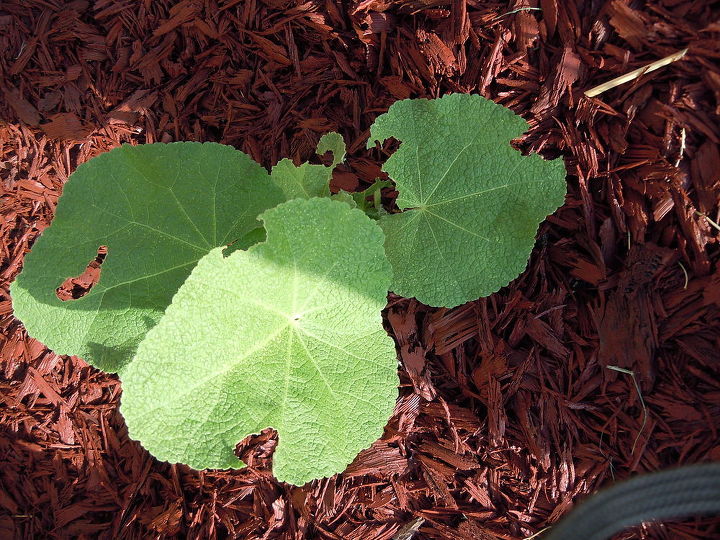 q anyone know what s making spider webs in my plants, flowers, gardening