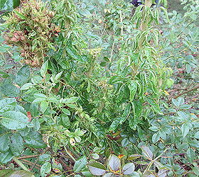 q garden question rose bush louisville ky, gardening, This bush is about 10 years old