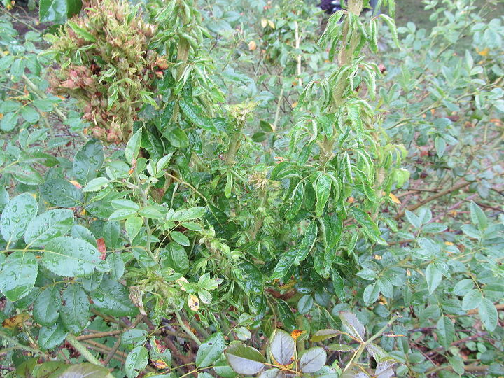 q garden question rose bush louisville ky, gardening, This bush is about 10 years old