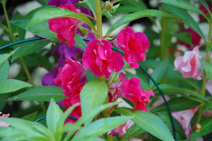 identificacin de la planta, Puede alguien decirme c mo se llama esto Crece p rpura y rosa oscuro