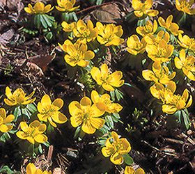 think spring pointers for bulb planting season, gardening, Winter aconite is one of the earliest bloomers in the garden even before snowdrops Photo via Old House Gardens