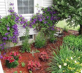 clematis in bloom front flower beds, flowers, gardening