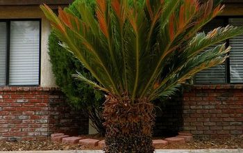 Easy to Take Care Sago Palm