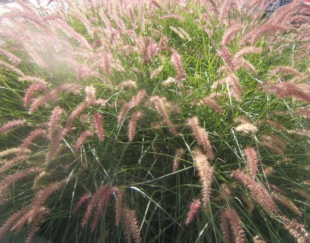 why i love ornamental grasses, gardening, Crimson Fountain grass is an annual grass in our zone 5 garden but still worth growing