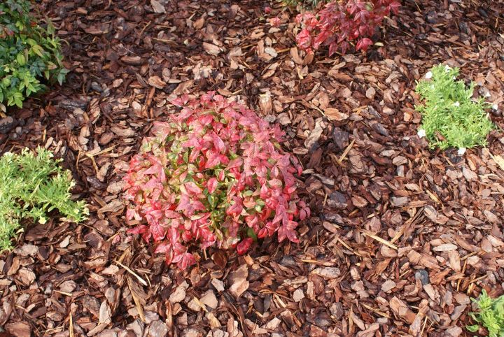 new pictures, gardening, Nandina firepower turns red in the winter