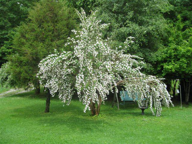 can anyone identify this tree or shrub, flowers, gardening, hydrangea