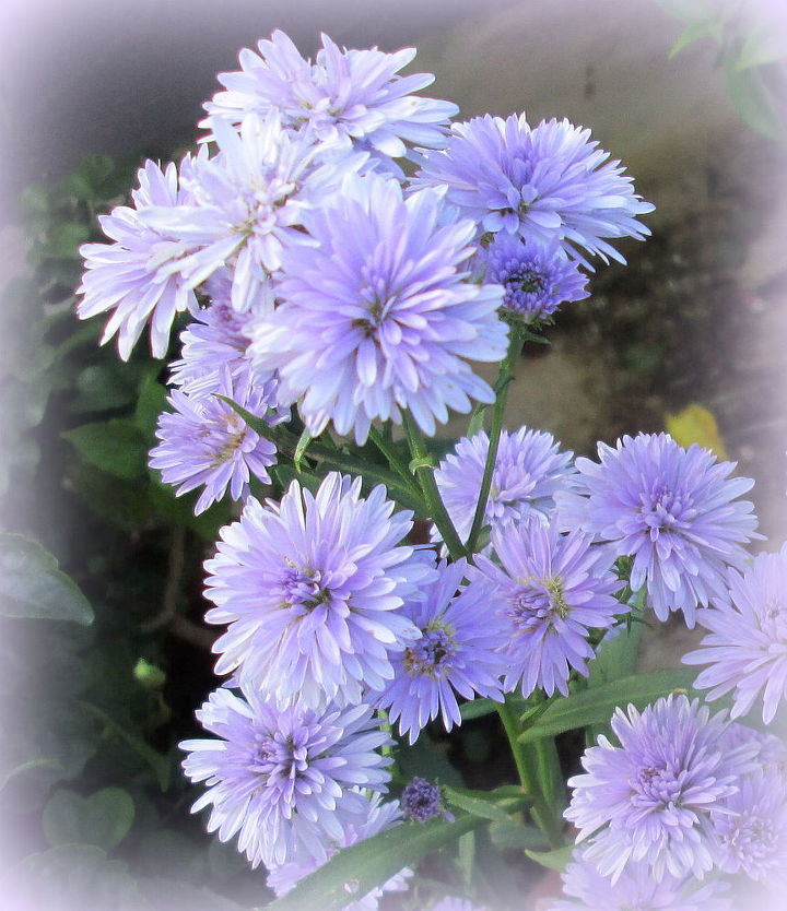 can anyone tell me whether these flowers are asters or daisies, flowers, gardening