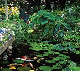 the secret to a low maintenance healthy pond, ponds water features, 5 Plants Pond plants eat the same nutrients as algae and will help keep the algae population down