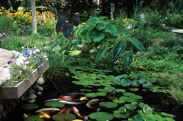 the secret to a low maintenance healthy pond, ponds water features, 5 Plants Pond plants eat the same nutrients as algae and will help keep the algae population down