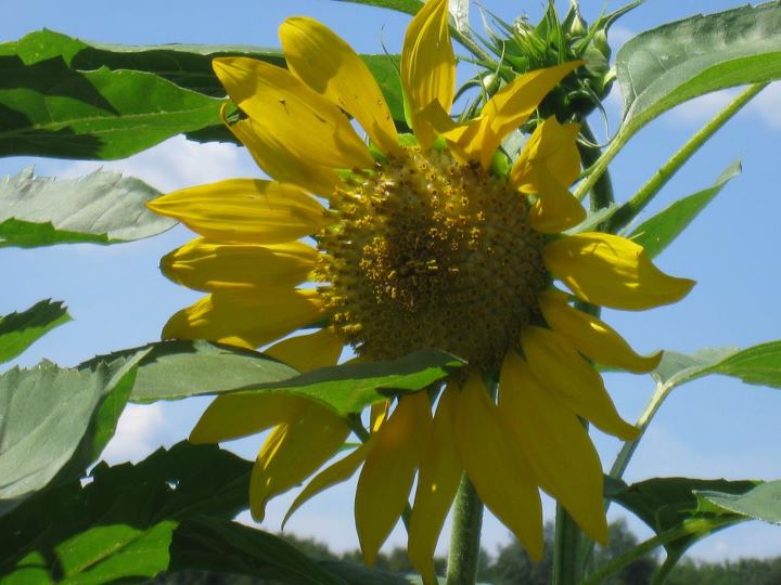 how to create an easy raised garden bed, gardening, raised garden beds, One of the beautiful sunflowers that grew in one of my backyard s rasied gardens