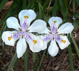 celebrate your garden s all stars, flowers, gardening, perennials, African iris Dietes iridioides has flushes of bloom from early spring through late summer