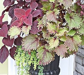 do your coleus grow this big i did not use plant food and they are huge, gardening