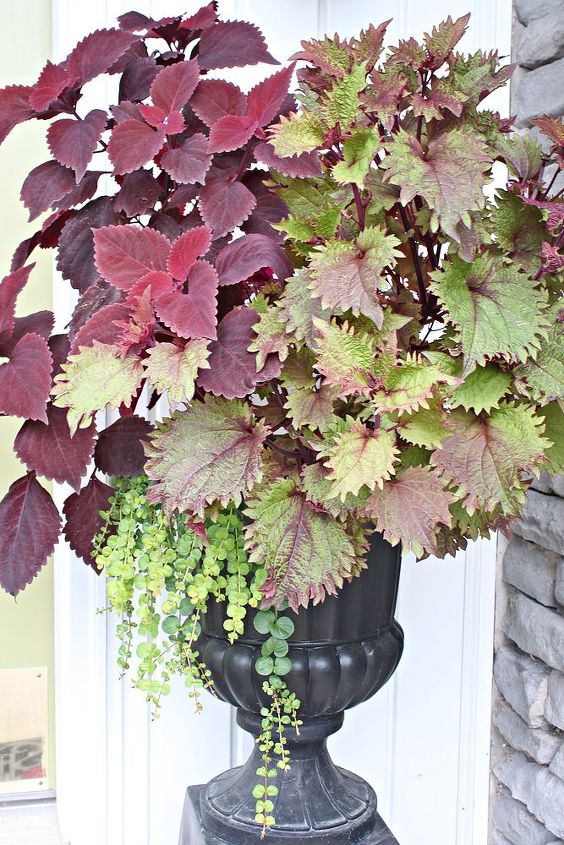 do your coleus grow this big i did not use plant food and they are huge, gardening