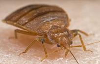 pesky pests, Bed bugs are flat reddish brown oval insects about 3 16 inch long or the size of an apple seed Swollen and reddish after a blood meal Habitat Cracks and crevices including mattress seams sheets furniture behind baseboards electrical outlet plates and picture frames Often found in hotels where they can travel from room to room and in visitors luggage Diet Feed on blood Reproduction Females can deposit one to five eggs a day and may lay 200 to 500 eggs in a lifetime Under normal room temperatures and with an adequate food supply they can live up to a year Contrary to popular belief bed bugs are not a sanitation issue They don t discriminate and can be found in any hotel and any home regardless of size hygiene or cleanliness as well as dormitories and cruise ships Once a bed bug finds its way indoors it can move from room to room by traveling on clothing and luggage or through pipes and vacuum cleaners This tendency to hitch hike as well as a bed bug s ability to survive for long periods of time without a blood meal makes proper prevention and control steps even more important Experts believe bed bugs recent increase in prevalence in the U S is due to an increase in international travel That combined with increased media coverage on bed bugs has also heightened awareness of these blood sucking pests among the general public Bed Bug Bites While bed bugs are not known to carry disease they can leave behind itchy bloody welts and can cause allergic reactions Bedbug bites can be distinguished from other insects by their orderly rows likely caused by a single bug Bites tend to disappear within a few days some individuals may experience extreme irritation and rashes If you develop a rash after being bitten by a bedbug avoid scratching the affected area Antibiotic creams may help to alleviate itching and decrease the odds of infection If the rash persists or becomes infected contact a medical professional immediately Treatment Vacuuming and laundering at high temperatures provides short term relief but if there are bedbugs on a mattress cover it is likely that bedbugs and their eggs are also present within the mattress sheets and elsewhere within a home Although vinyl covers are also sometimes used to prevent mattress infestation bedbugs can thrive in a variety of locations indoors