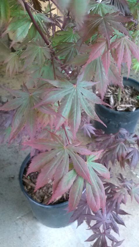 my love affair, Trompenburg