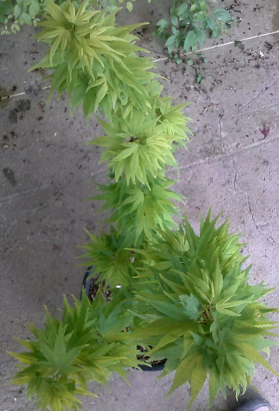 my love affair, Mikawa Yatsubusa