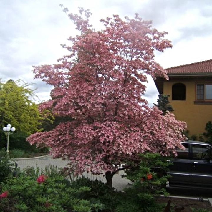 rvores e arbustos em flor para a primavera, dogwood rosa