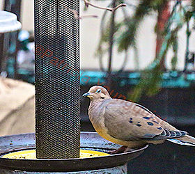 feeding birds niger seeds part two, curb appeal, decks, gardening, outdoor living, pets animals, urban living, A lone mourning dove pauses before noshing from the Yellow NIGER Feeder INFO on Mourning Doves AS WELL AS