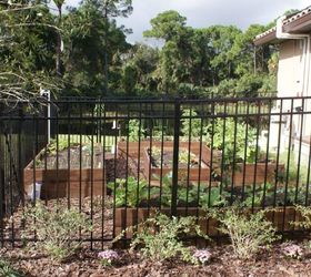 new pictures, gardening, landscape, raised garden beds, Fence protecting vegtable garden from deer