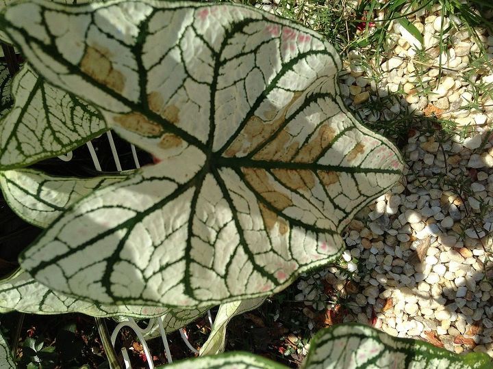q is my plant sick, gardening