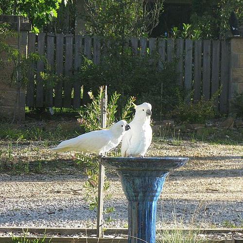 some visitors to our garden, pets animals, Sulphur Crested Cockatoos on the front garden bird bath