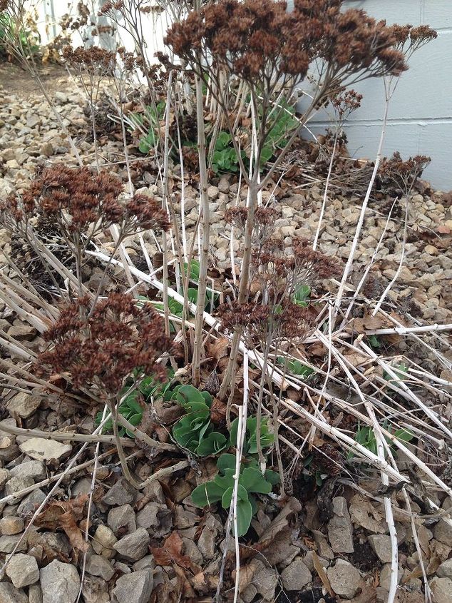 what kind of plants are these, flowers, gardening, Medium size plant with dead flower sprigs and greenery blooming at the base