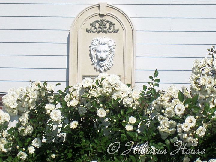 roses at hibiscus house, flowers, gardening, hibiscus, I love my lion fountain