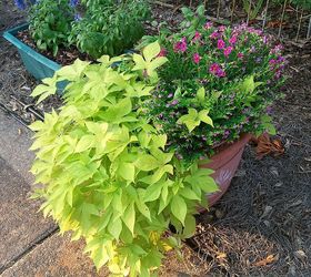 gardening in central mississippi 2013, flowers, gardening, hydrangea, outdoor living, raised garden beds, I have 5 large flower pots in a front bed that s in the future planning stage Black plastic is under the pinestraw killing grass right now