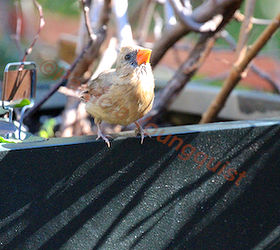 urbam hedges part three a kiwi vnes, container gardening, flowers, gardening, urban living, Image of Cam my female cardinal featured in a story