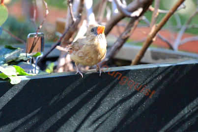 urbam hedges part three a kiwi vnes, container gardening, flowers, gardening, urban living, Image of Cam my female cardinal featured in a story