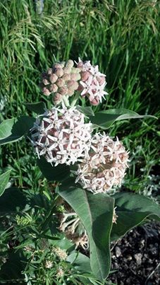 can anyone help me identify this plant, gardening