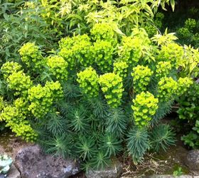 does anyone know much about this plant euphorbia cyparissias i found some, gardening, Euphorbia plants