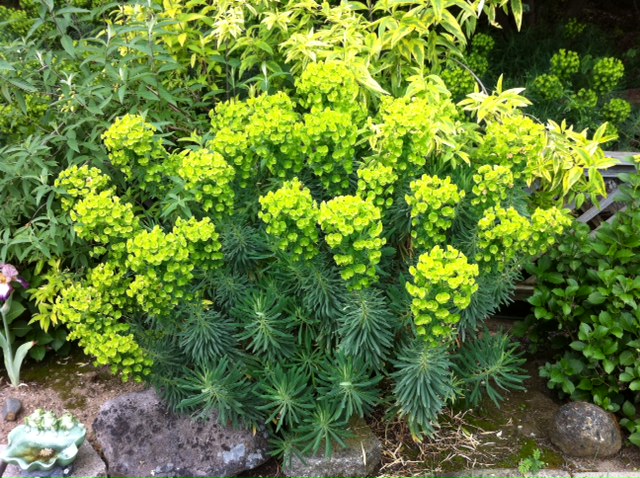 does anyone know much about this plant euphorbia cyparissias i found some, gardening, Euphorbia plants