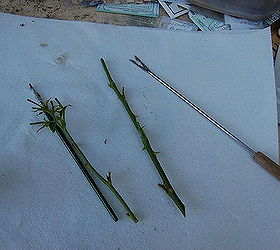 how to root roses lilacs and other semi hardwood cuttings, gardening, Your cuttings a good 6 inches is a nice size try to have 2 leaf nodes below the soil in the box
