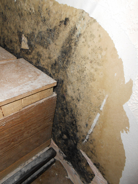 the 10 top things you need to know about mold in your home, home maintenance repairs, how to, Mold on wall
