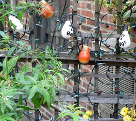 halloween in my urban garden jack o lanterns are birdwatchers, container gardening, flowers, gardening, halloween decorations, outdoor living, pets animals, seasonal holiday decor, succulents, urban living, HALLOWEEN 2006 This image was the basis for a design re one of my Halloween cards