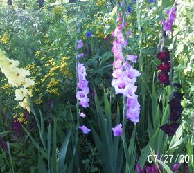 just some of the flowers in our yard, flowers, gardening, Gladiolus