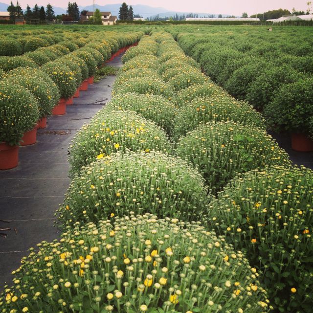 fall mum s add instant color, flowers, gardening, The Mum Field we will grow over 400 000 mum cuttings When shopping for your mum choose one that is mostly green with just a few blooms to show you the color then you will get a longer season of show