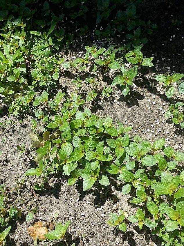 la pesadilla de la existencia de mis jardines, Crece con mis pl ntulas perennes como Alyssum Hace que sea muy dif cil de arrancar