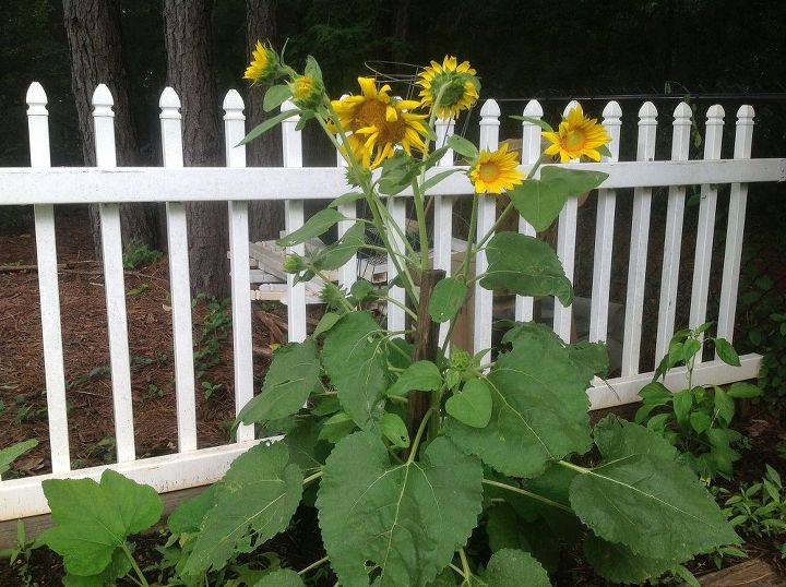 my vegetable garden 2013 edition, gardening, This is a wild Sunflower that popped up in my garden July 7 2013