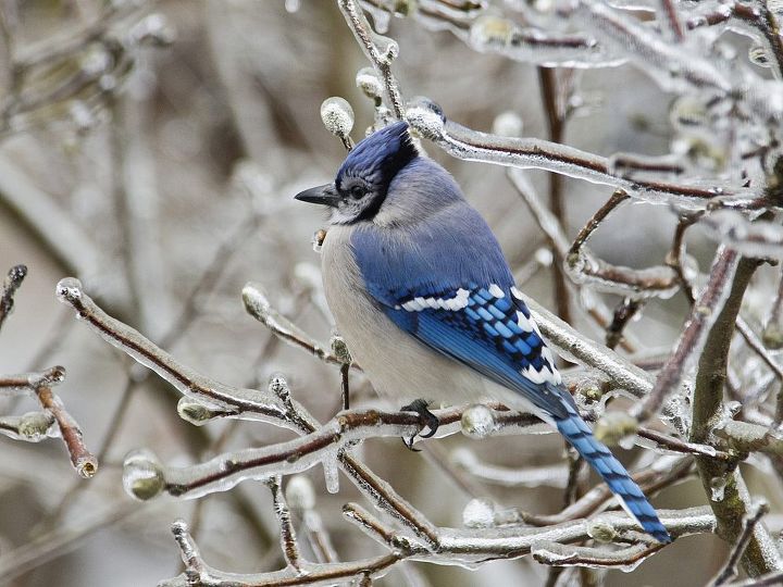 how to attract birds to your garden during the winter, outdoor living, pets animals
