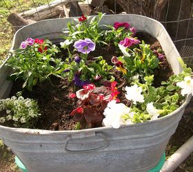 just sharing some pics of my flowers and plants, flowers, gardening, This tub was given to me by my brother in law it sure came in handy for my flowers
