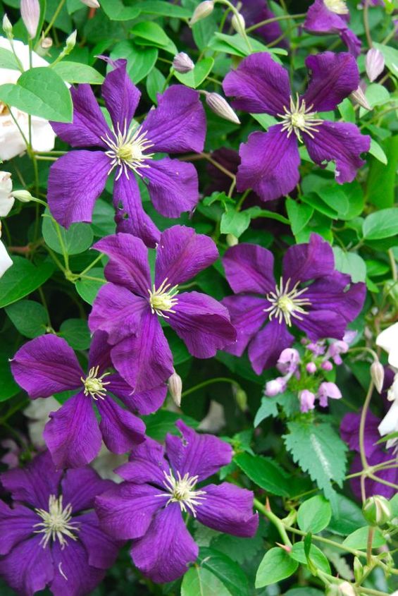pink rose and purple clematis combination for june, flowers, gardening, Clematis viticella Etoile Violette now five years old and covering this large rose bush