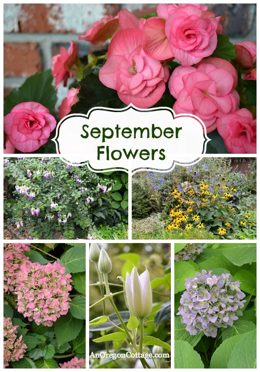 beautiful september flowers, flowers, gardening, hydrangea, Some of the beauties blooming in my garden