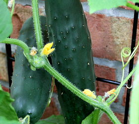 how to grow cucumbers on a trellis small space gardening, gardening