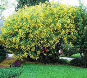 cassia tree, gardening, Favorite Cassia