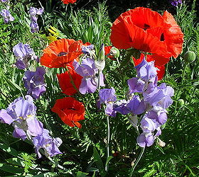 my love for gardening carries into the winter the beauty lingers under the blanket, gardening, Red Poppies and Blue Iris my favorite combination